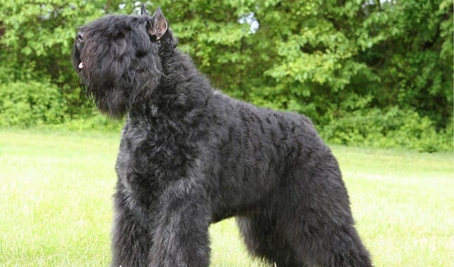 Secondary image of Bouvier Des Flandres dog breed