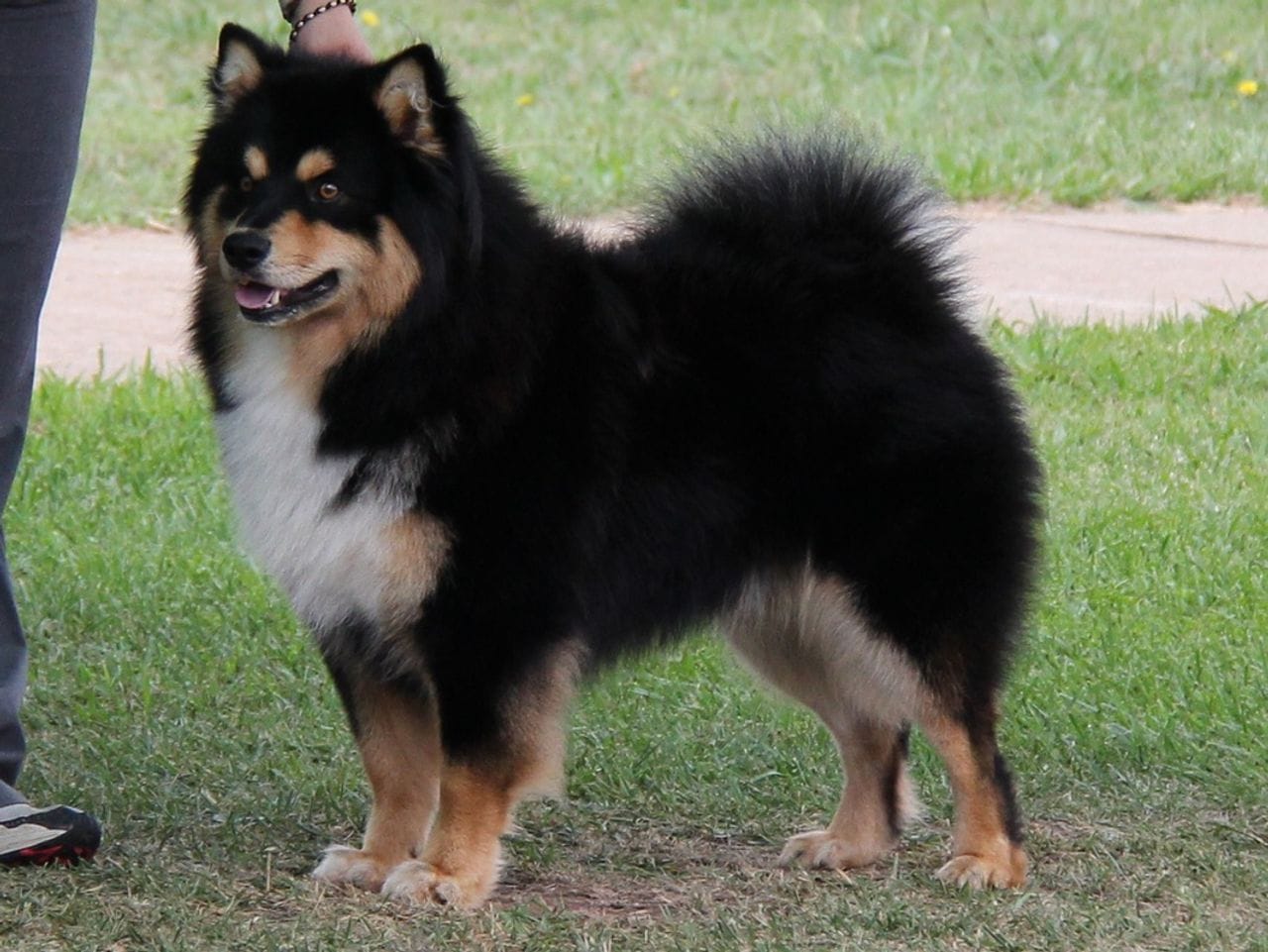 Secondary image of Finnish Lapphund dog breed