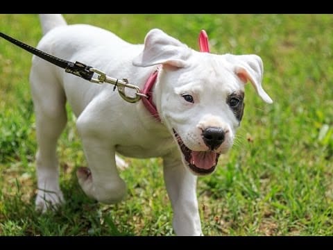 Secondary image of Dogo Argentino dog breed