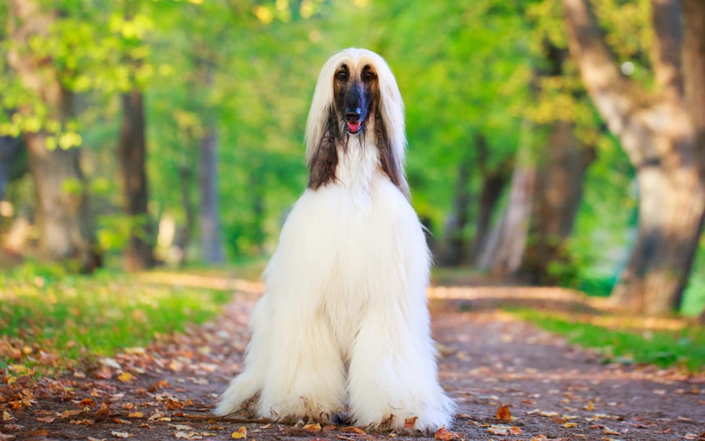 Secondary image of Afghan Hound dog breed