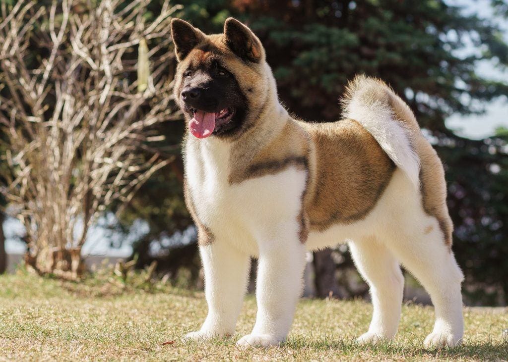 Secondary image of Akita dog breed