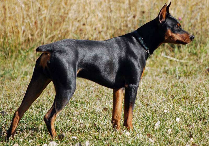 Secondary image of German Pinscher dog breed