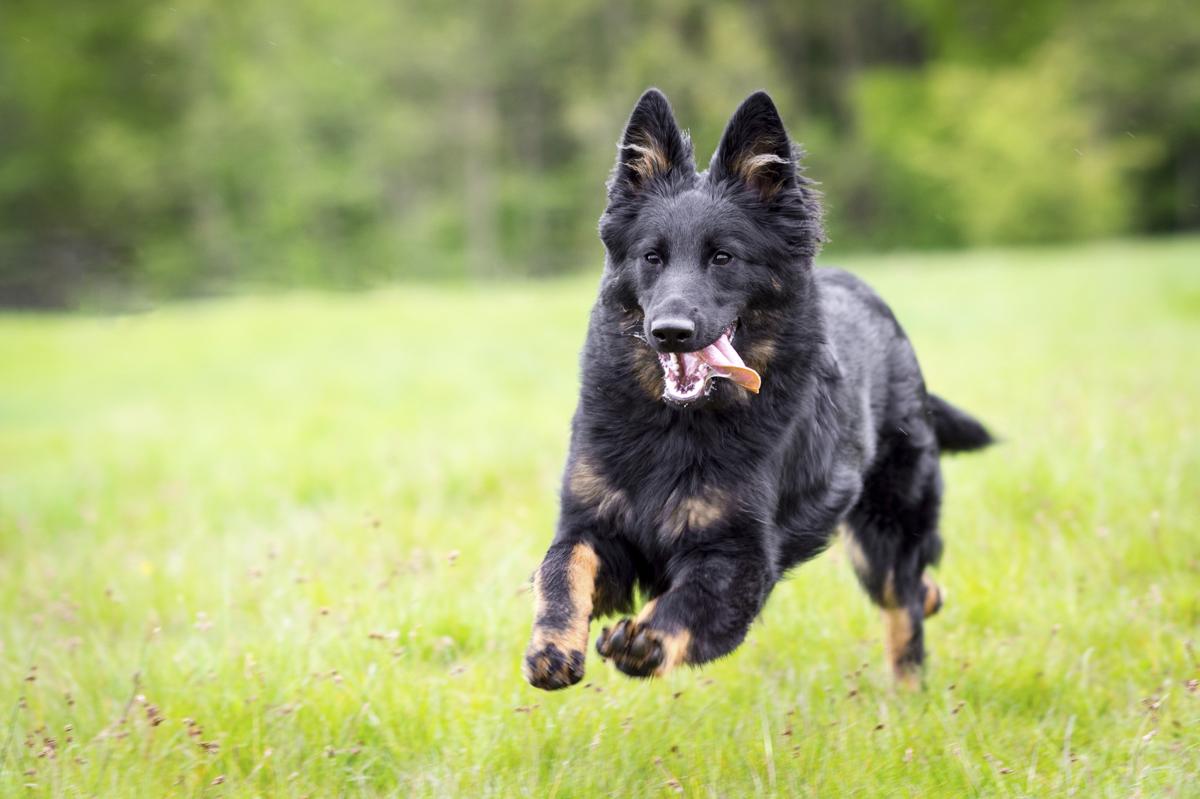 Secondary image of Bohemian Shepherd dog breed