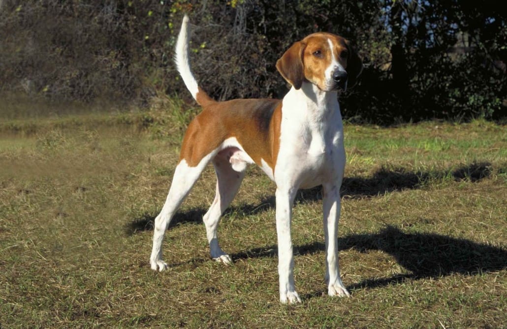 Secondary image of American Foxhound dog breed