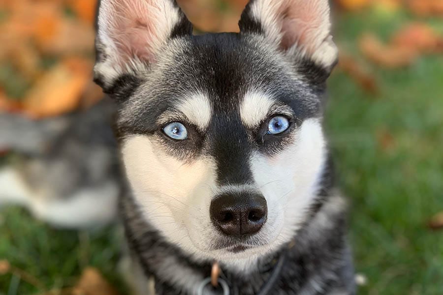 Secondary image of Alaskan Klee Kai dog breed