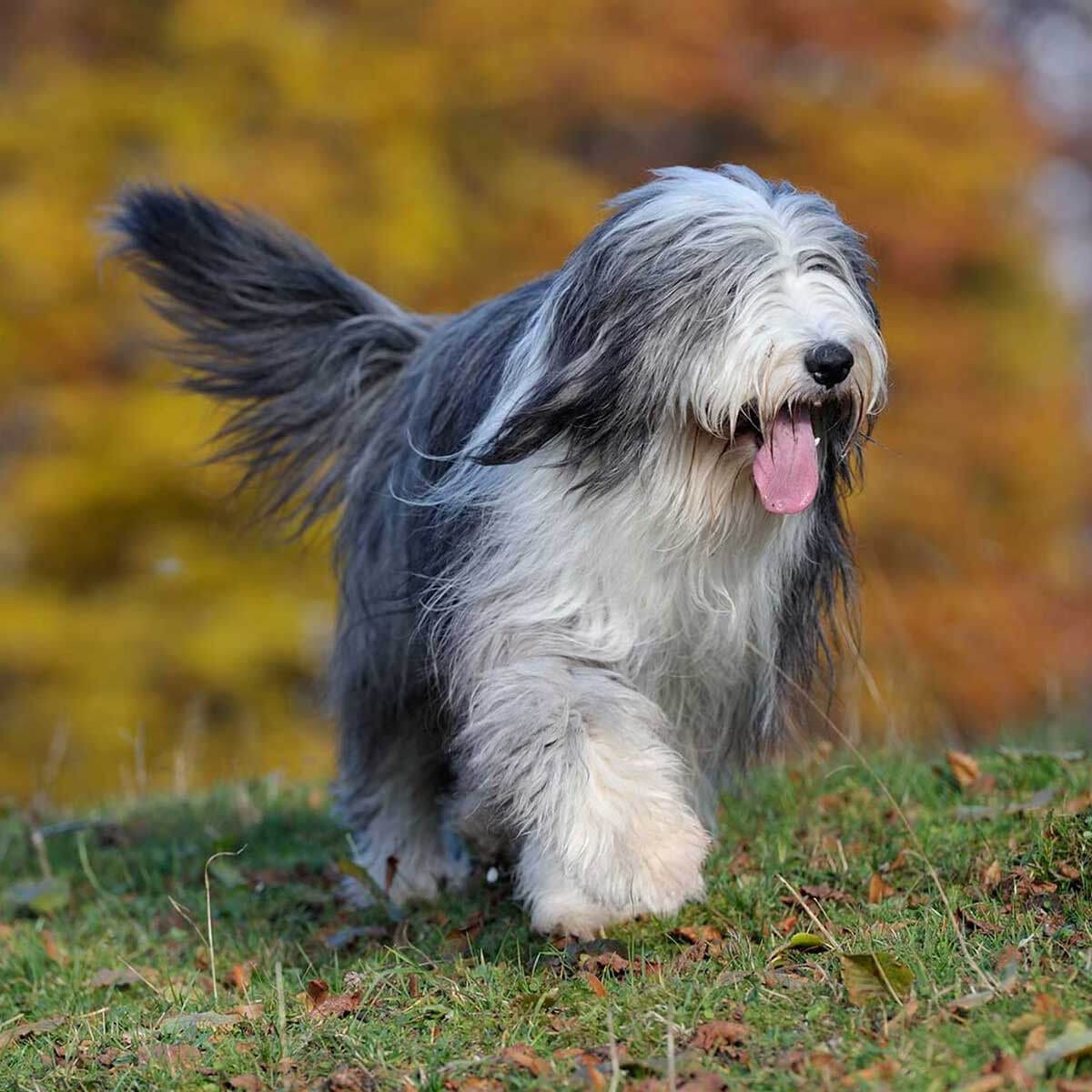 Secondary image of Bearded Collie dog breed