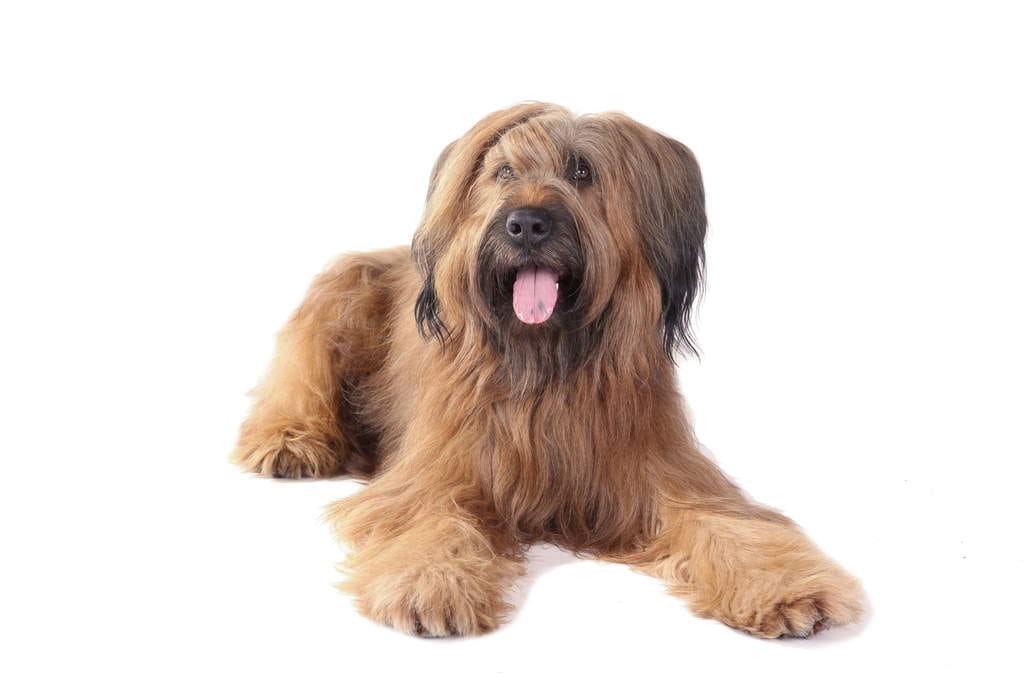 Secondary image of Briard dog breed