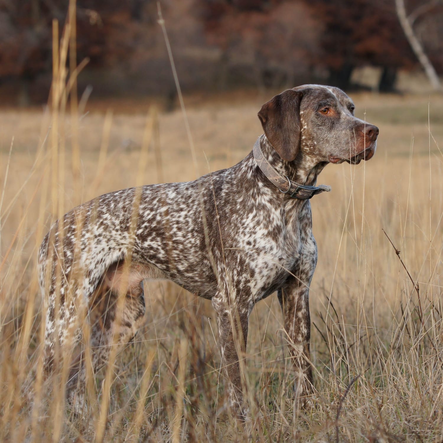 Secondary image of Braque du Bourbonnais dog breed