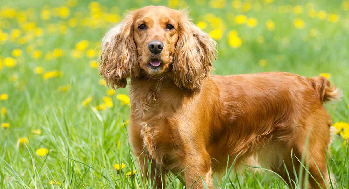 Secondary image of Cocker Spaniel dog breed