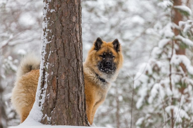 Secondary image of Eurasier dog breed