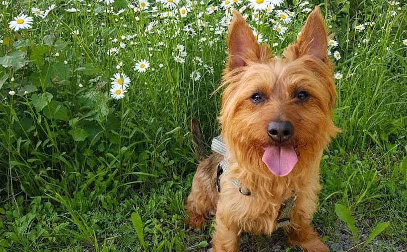 Secondary image of Australian Terrier dog breed