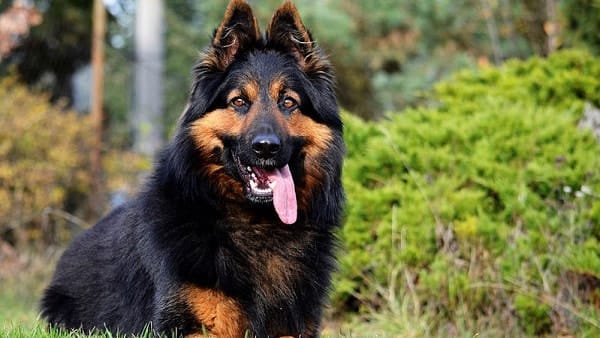 Secondary image of Bohemian Shepherd dog breed