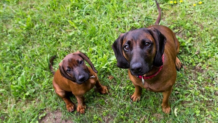 Secondary image of Bavarian Mountain Hound dog breed