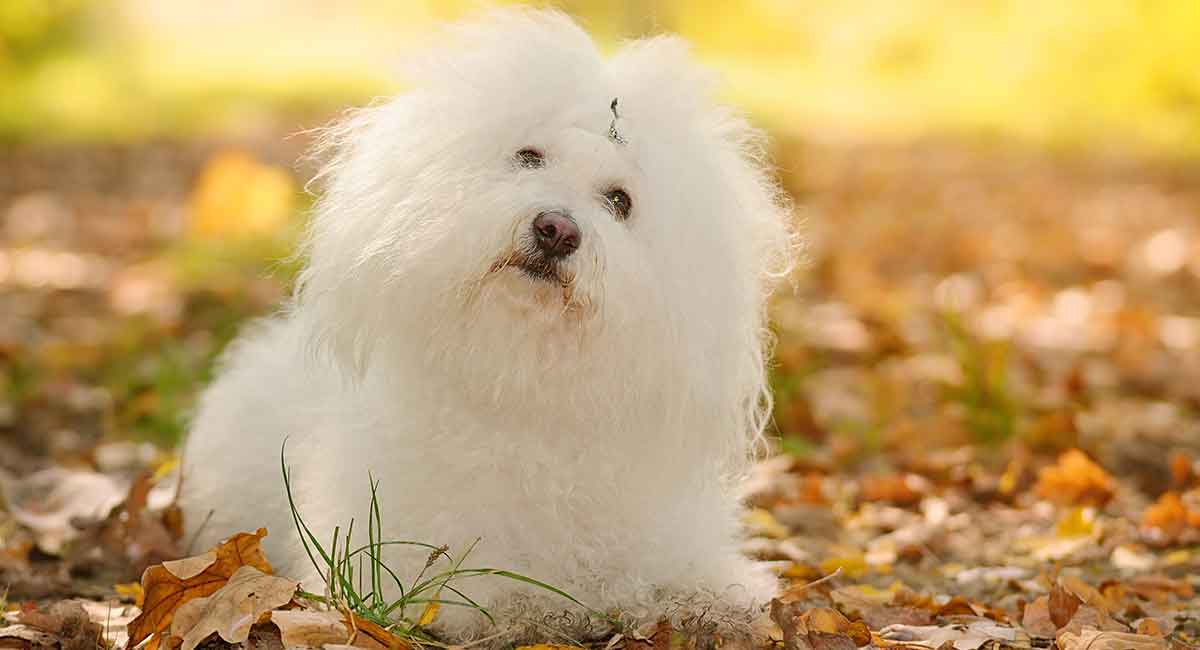 Secondary image of Bolognese dog breed