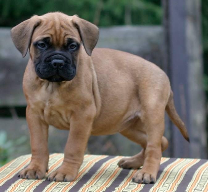 Secondary image of Bullmastiff dog breed