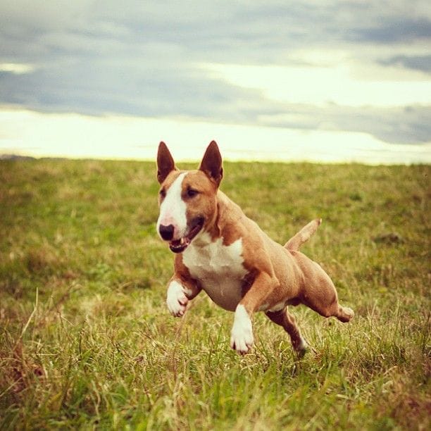 Secondary image of Bull Terrier dog breed