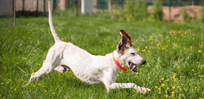 Secondary image of Billy dog breed