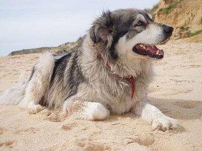 Secondary image of Carpathian Shepherd Dog dog breed