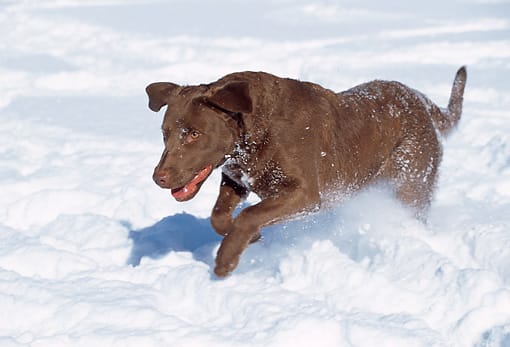 Secondary image of Chesapeake Bay Retriever dog breed