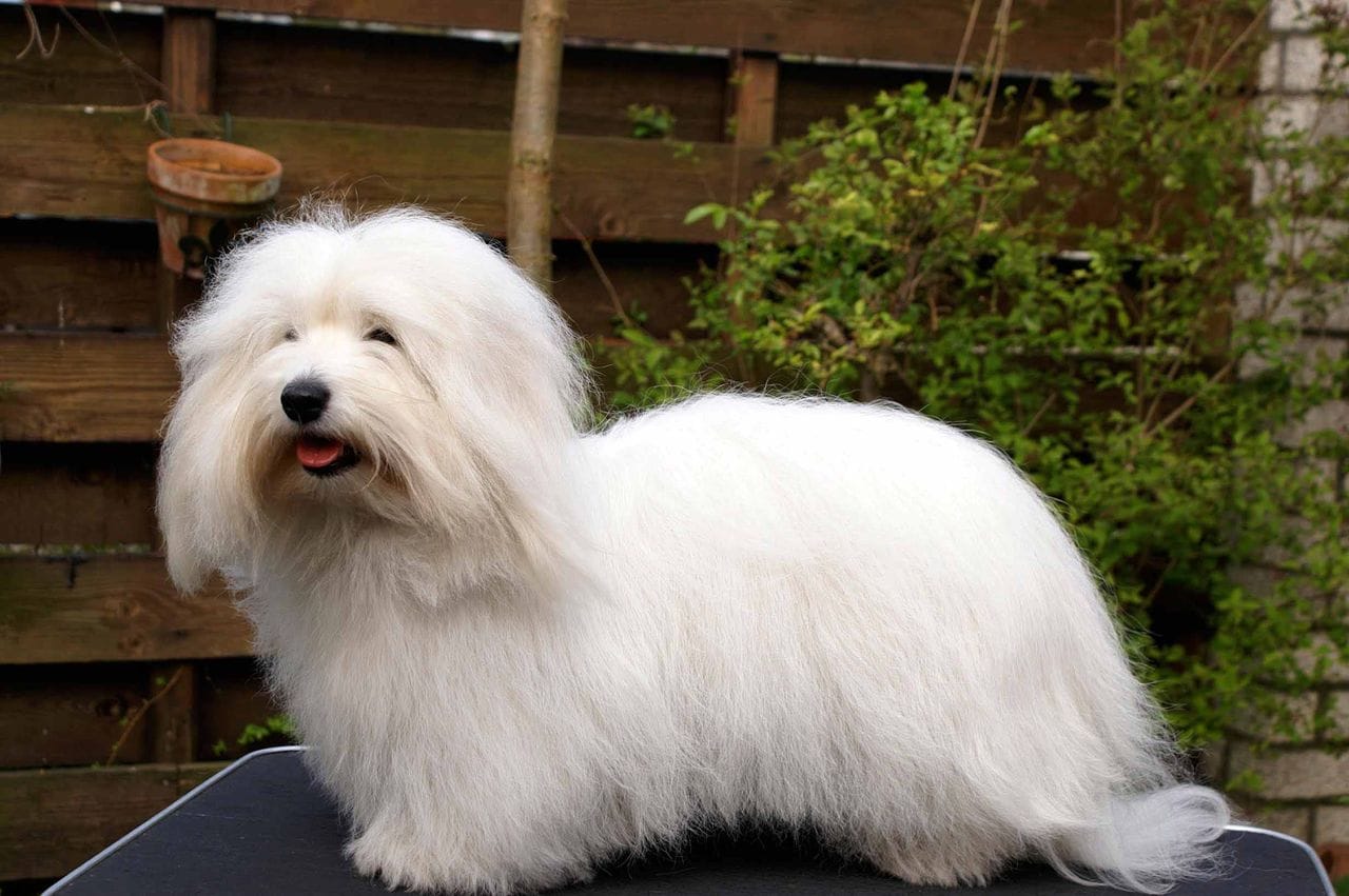 Secondary image of Coton de Tulear dog breed