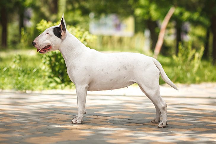 Secondary image of Bull Terrier dog breed