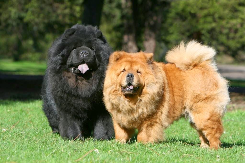Secondary image of Chow Chow dog breed