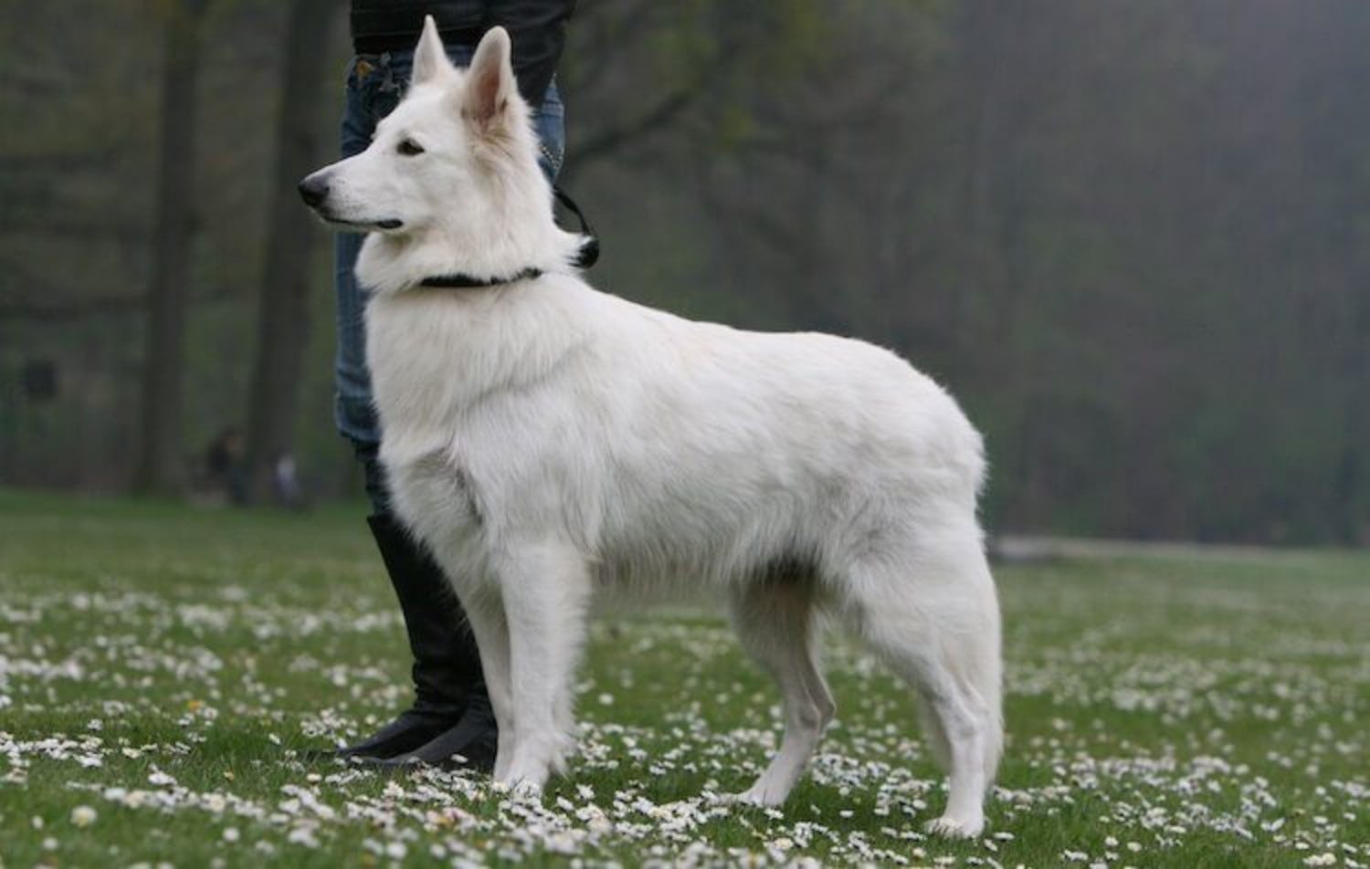 Secondary image of Berger Blanc Suisse dog breed