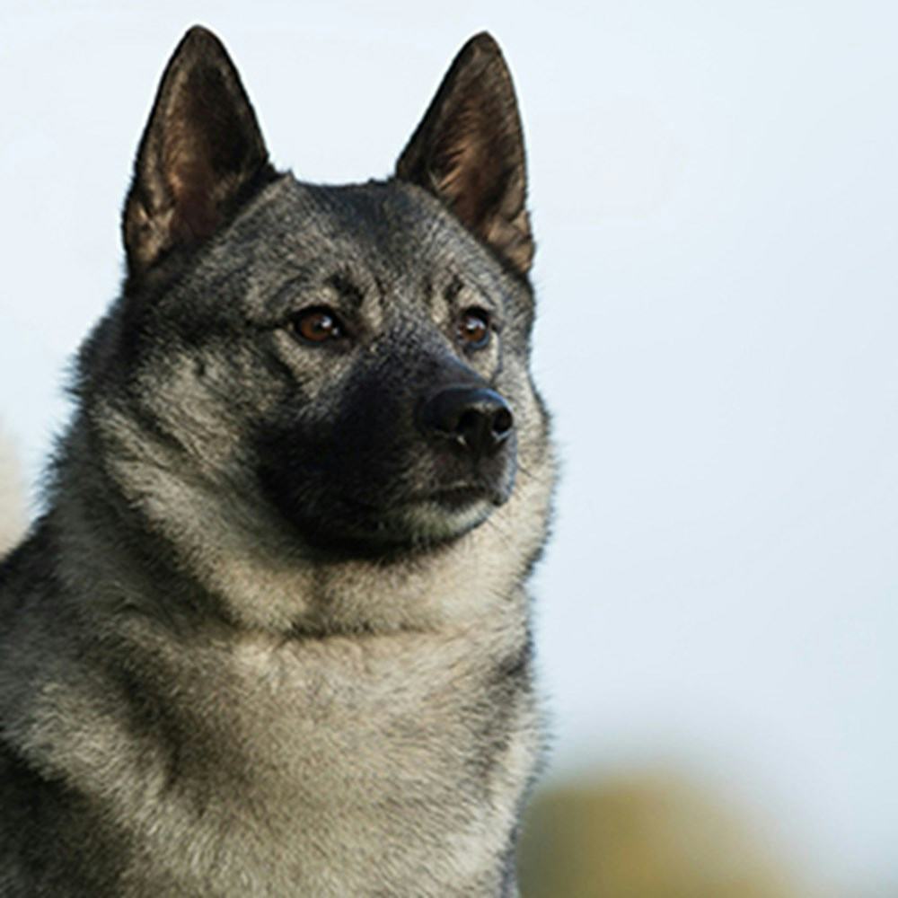 Secondary image of Norwegian Elkhound dog breed
