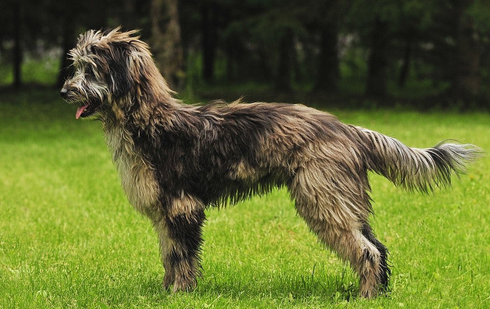 Secondary image of Pyrenean Shepherd dog breed