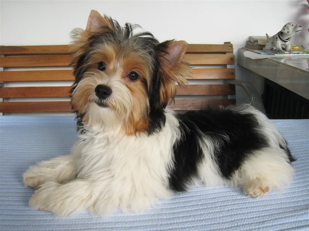 Secondary image of Biewer Terrier dog breed