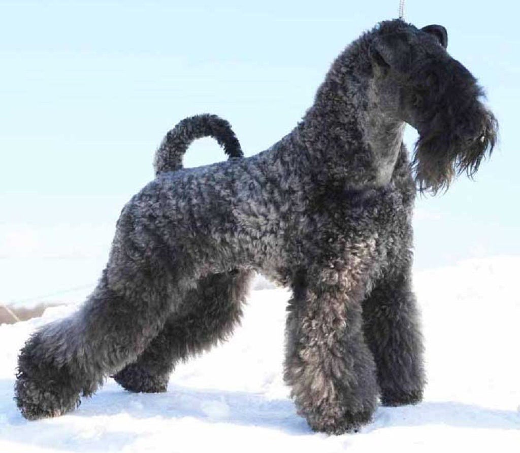 Secondary image of Kerry Blue Terrier dog breed