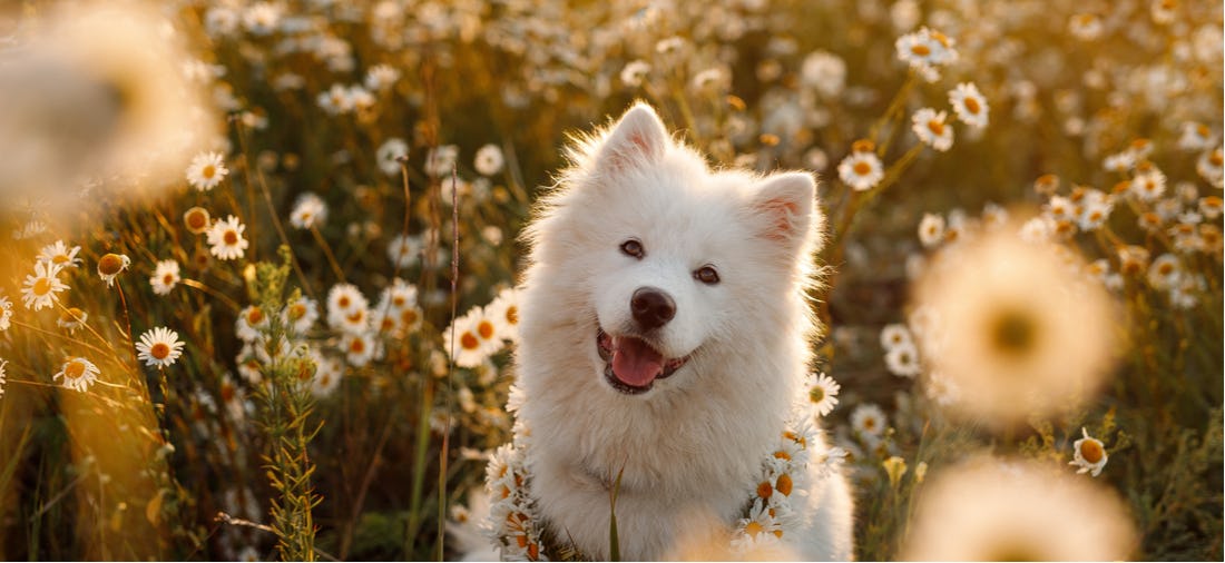 Secondary image of Samoyed dog breed