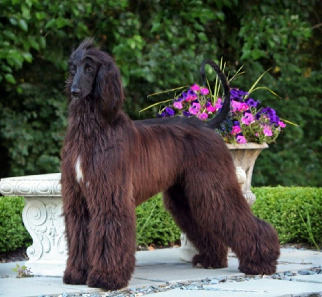 Secondary image of Afghan Hound dog breed