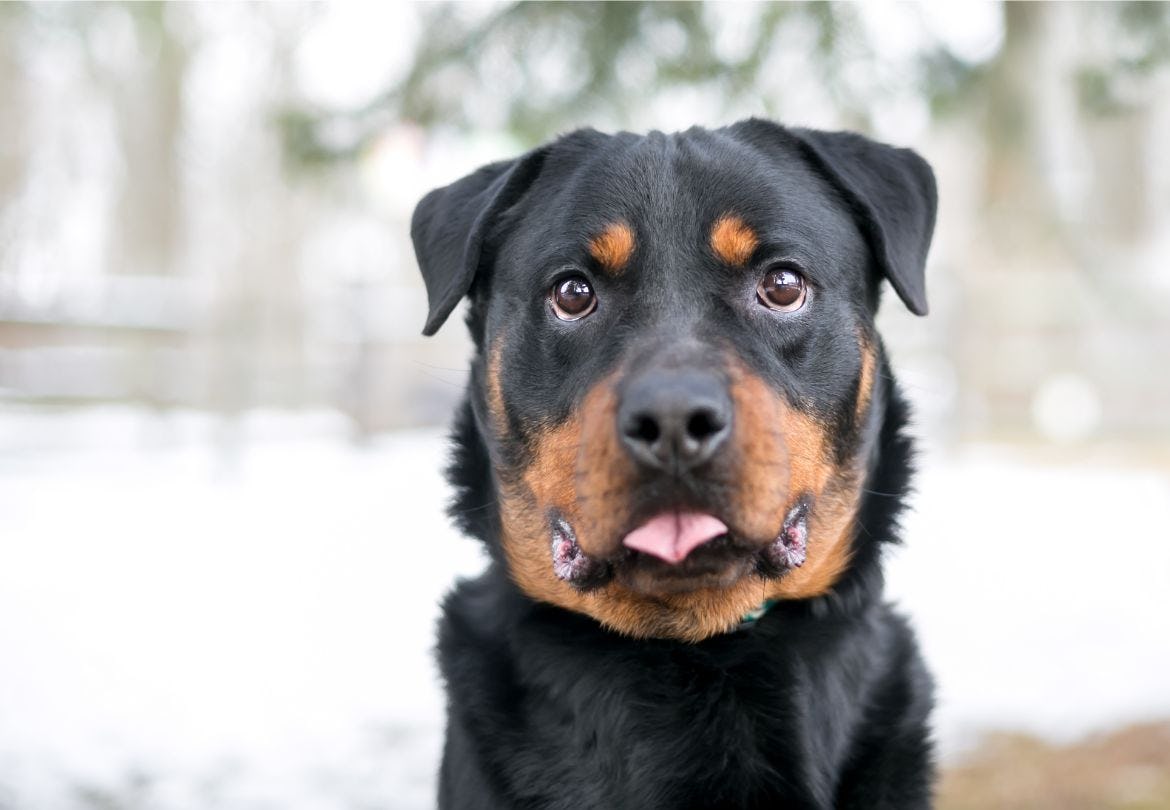 Secondary image of Rottweiler dog breed