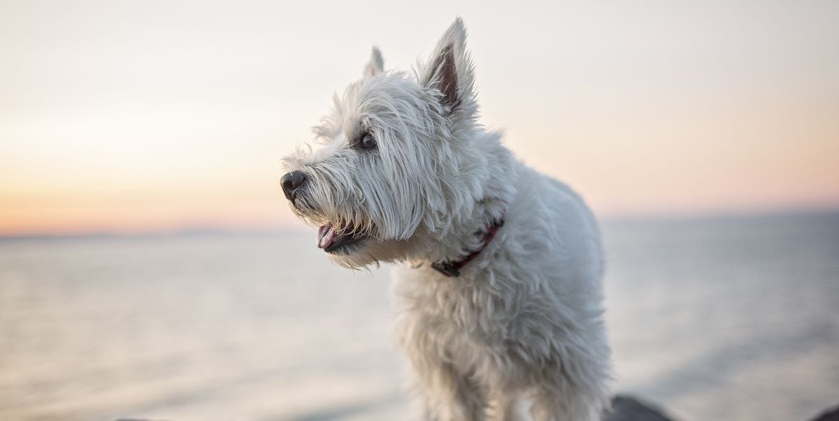 Secondary image of West Highland White Terrier dog breed