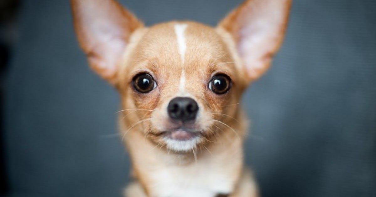 Secondary image of Chihuahua dog breed