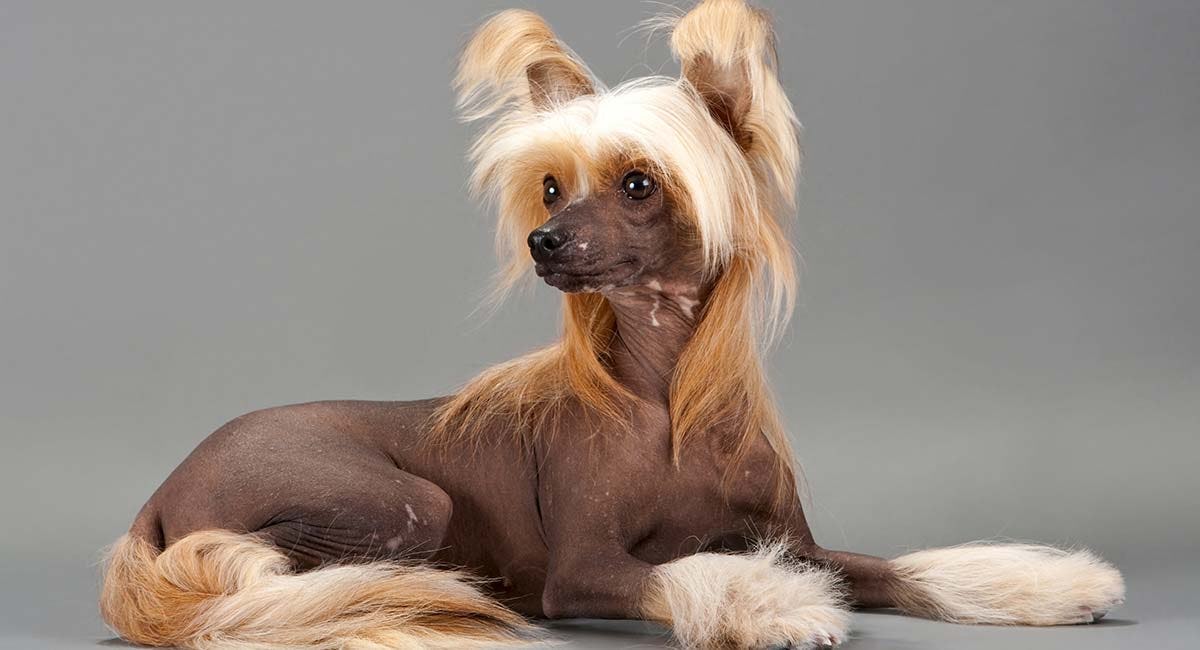 Secondary image of Chinese Crested dog breed