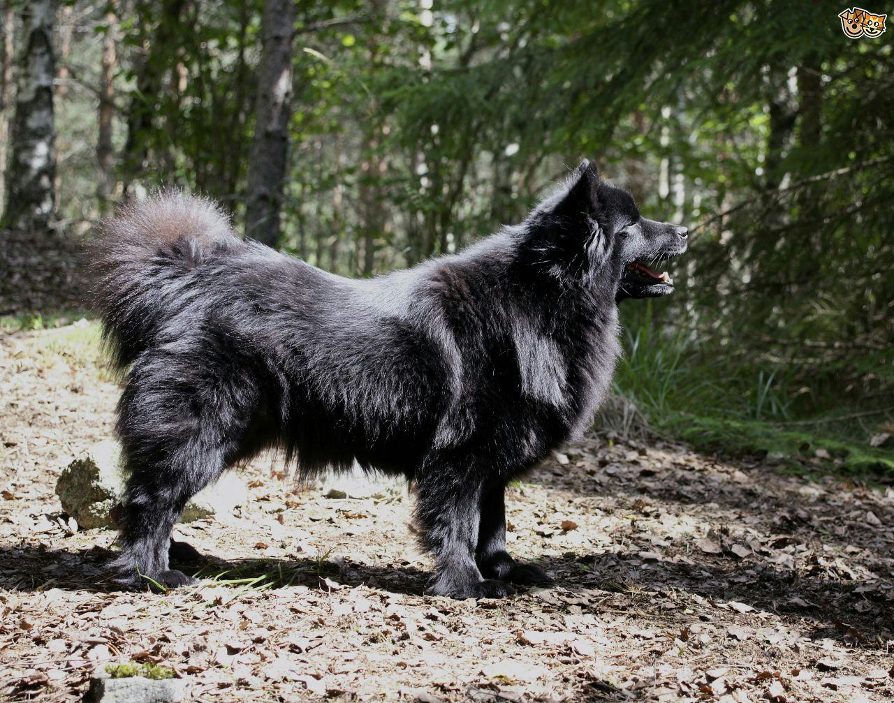 Secondary image of Swedish Lapphund dog breed
