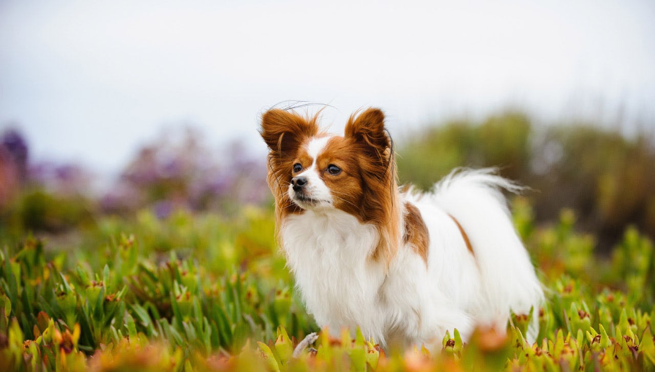 Secondary image of Papillon dog breed