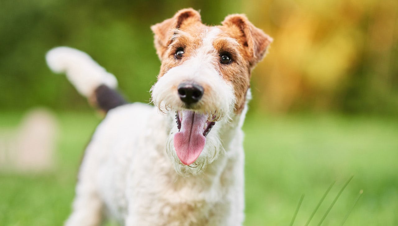 Secondary image of Wire Hair Fox Terrier dog breed