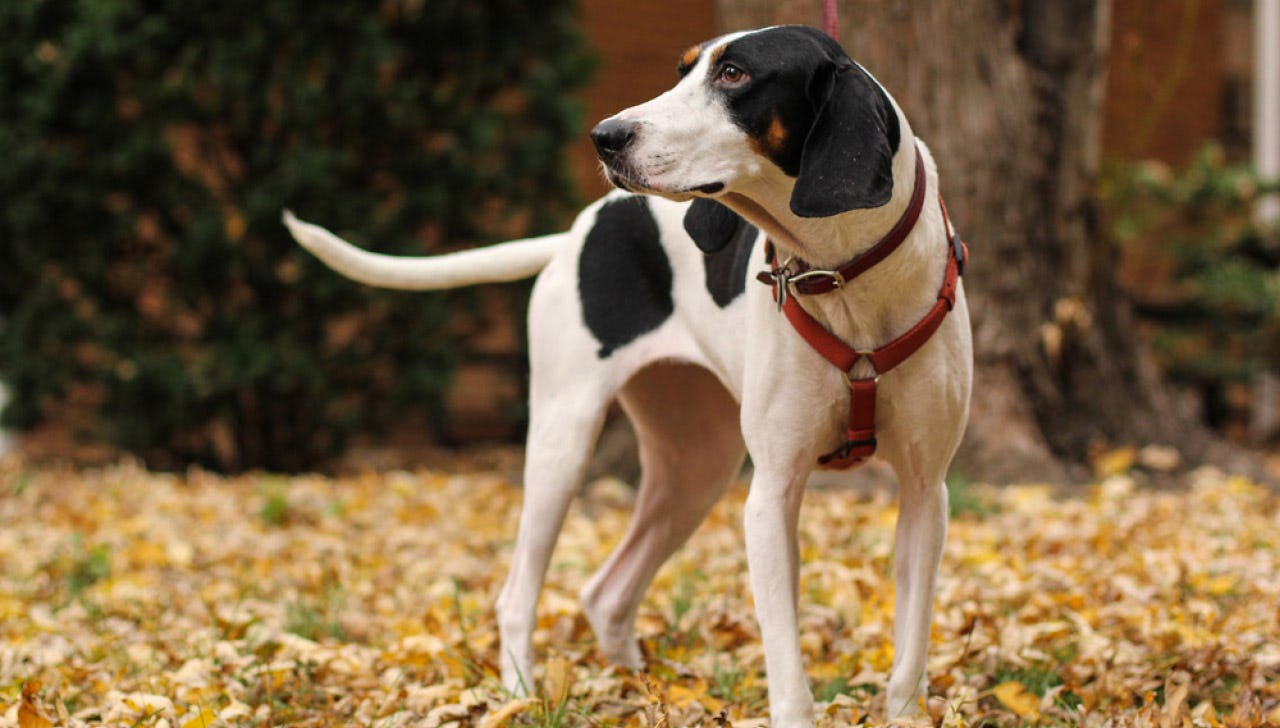 Secondary image of Treeing Walker Coonhound dog breed