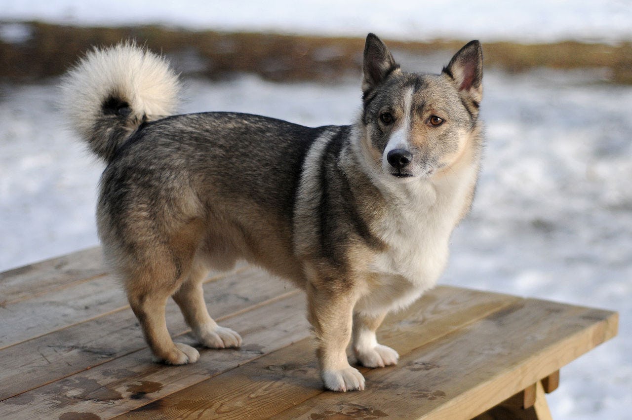 Secondary image of Swedish Vallhund dog breed