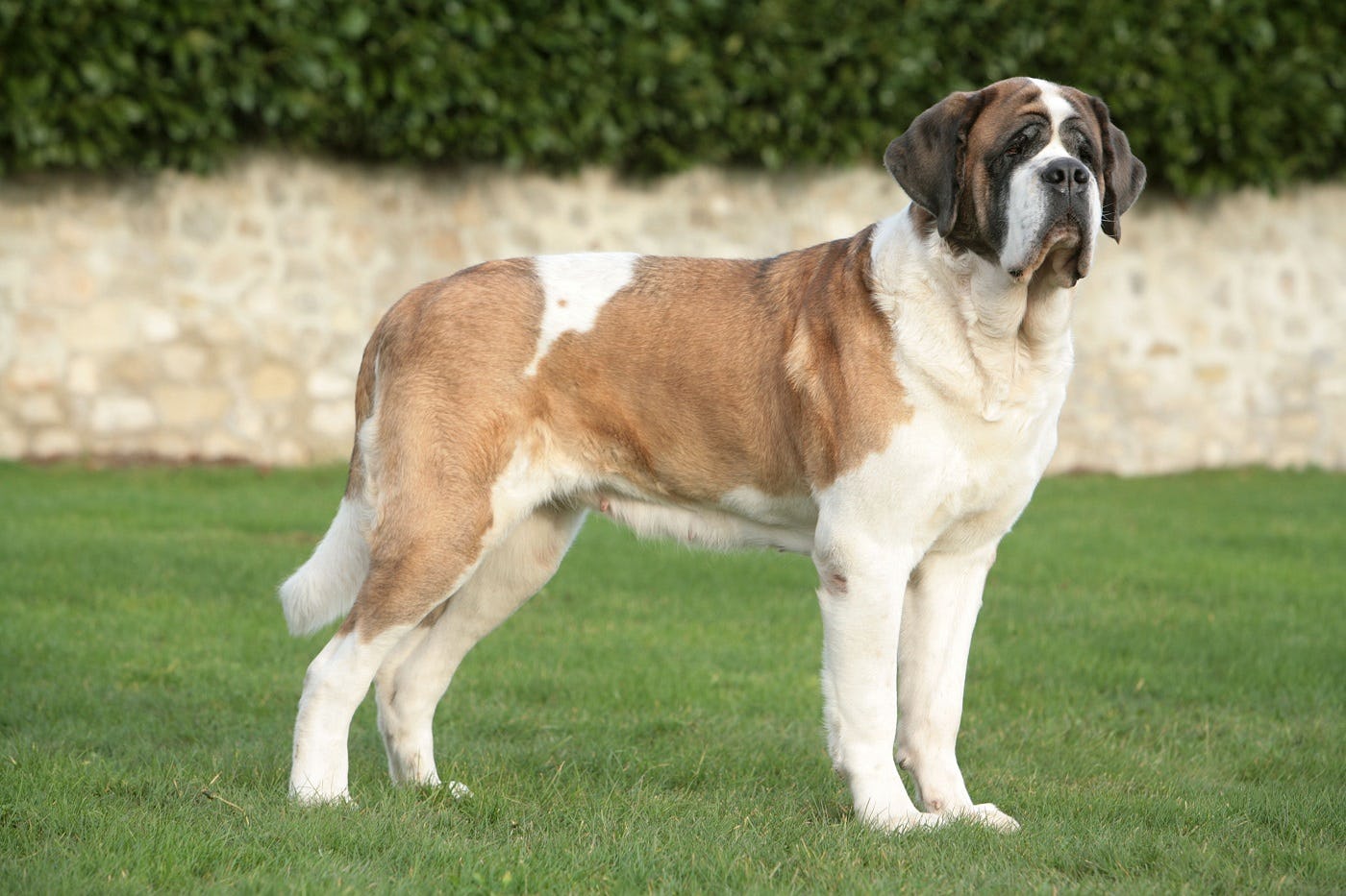 Secondary image of Saint Bernard dog breed