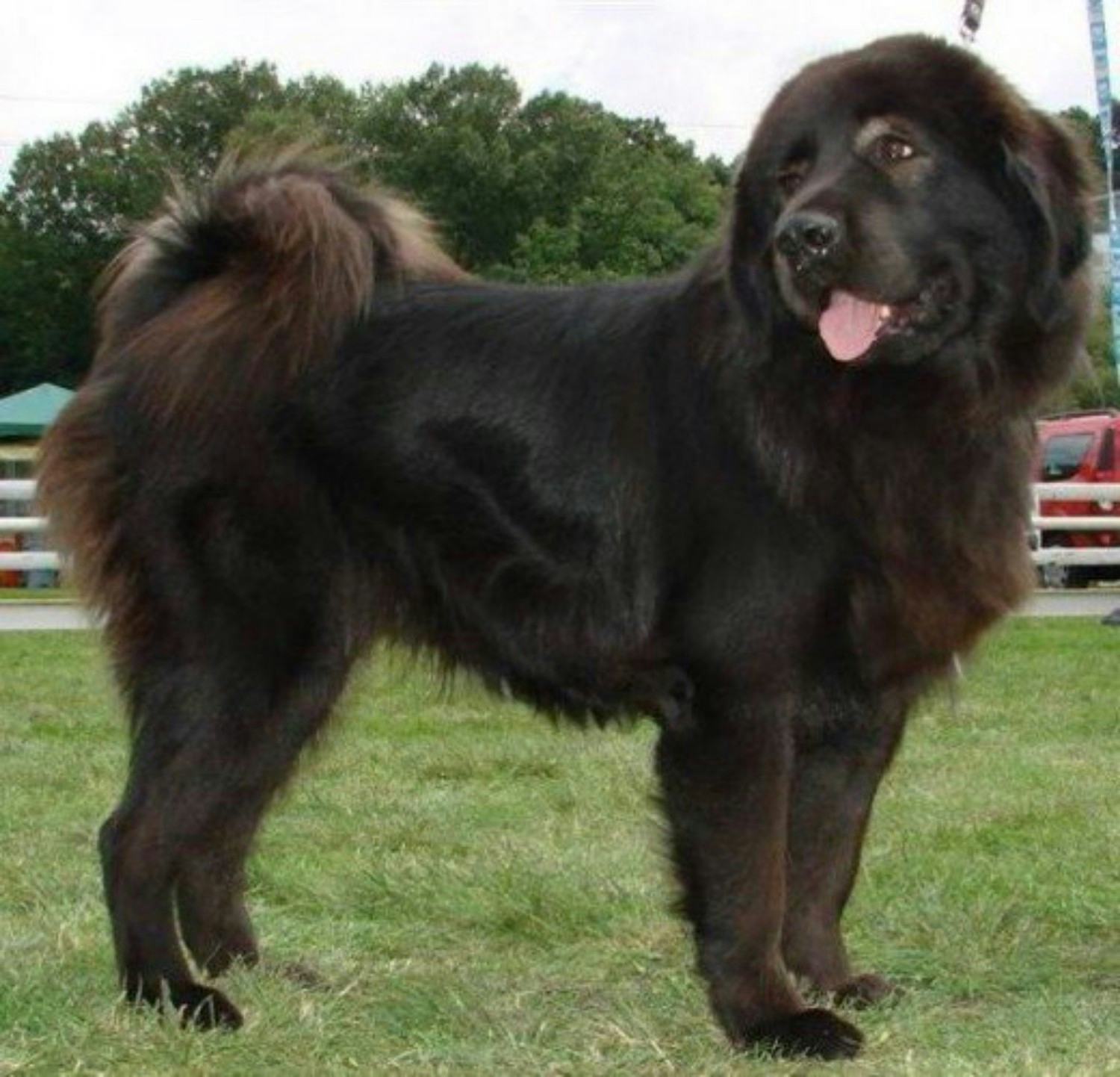 Secondary image of Bakharwal Dog dog breed