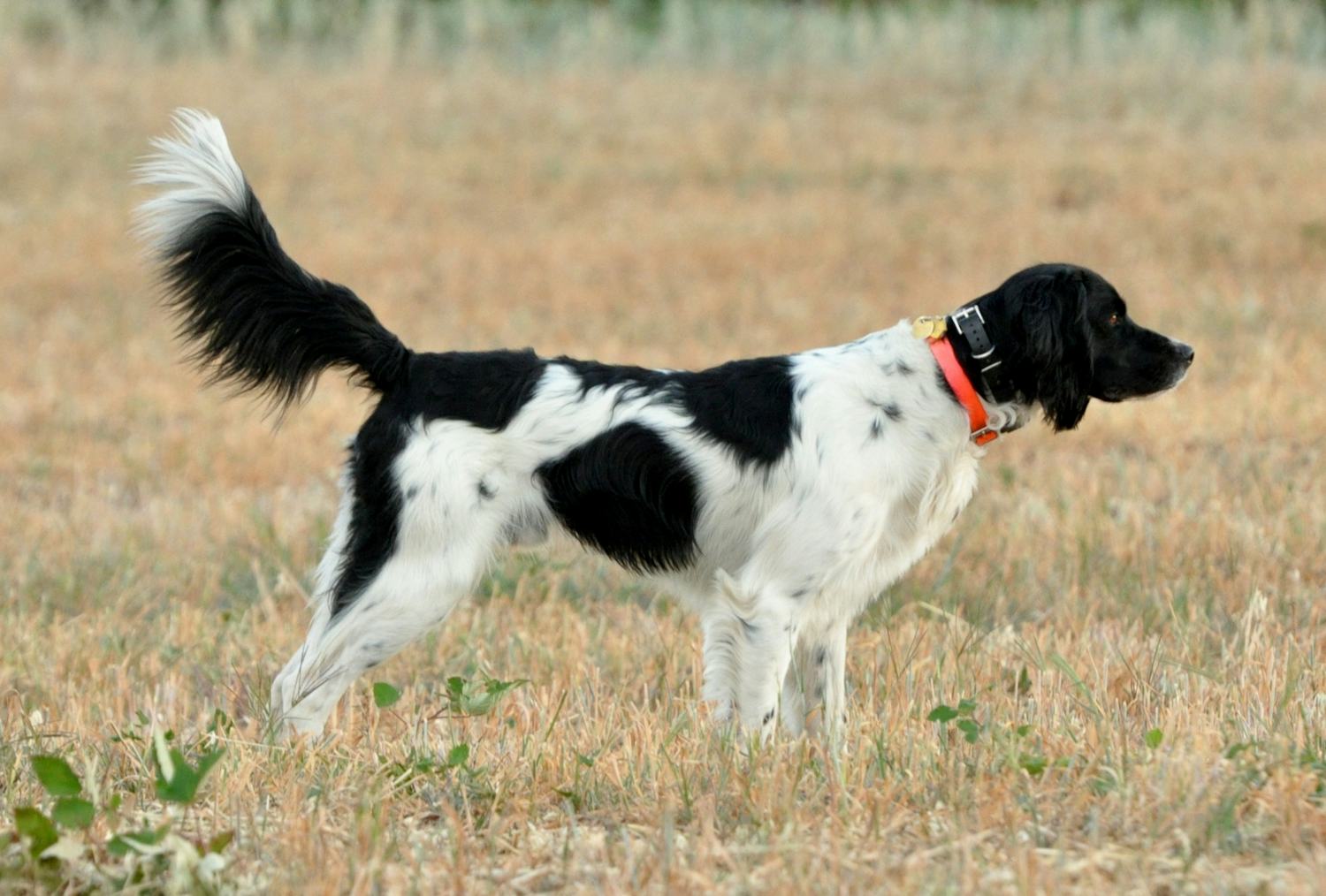Secondary image of Large Munsterlander dog breed