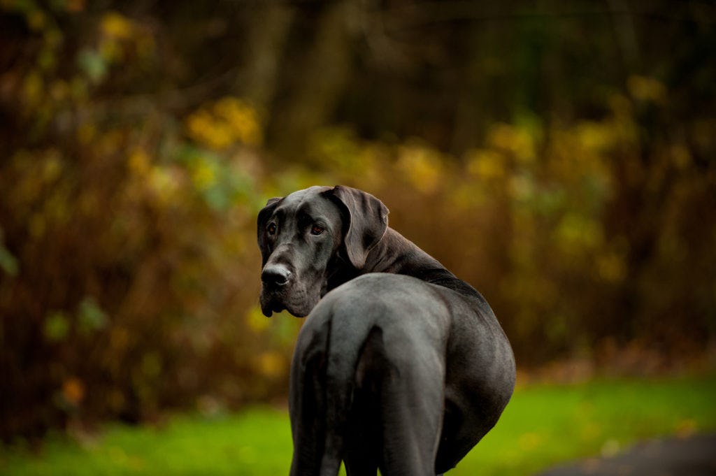 Secondary image of Great Dane dog breed