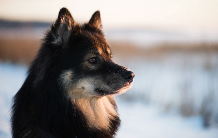 Secondary image of Finnish Lapphund dog breed