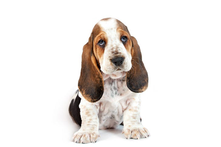Secondary image of Basset Hound dog breed