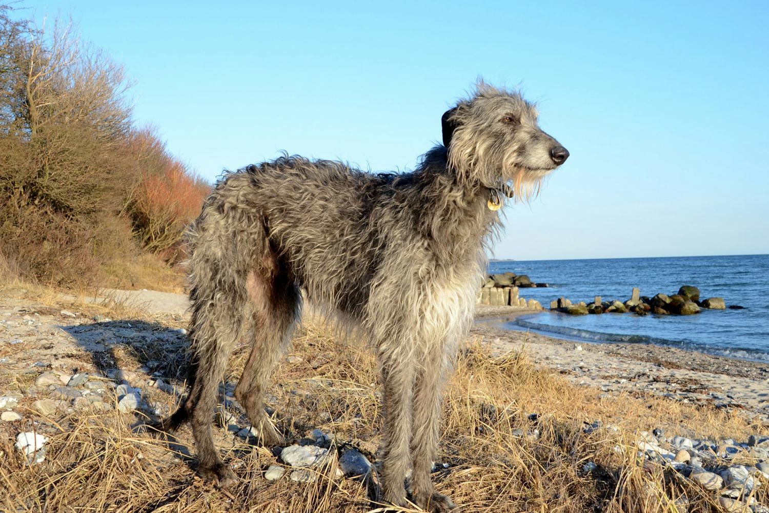 Secondary image of Scottish Deerhound dog breed