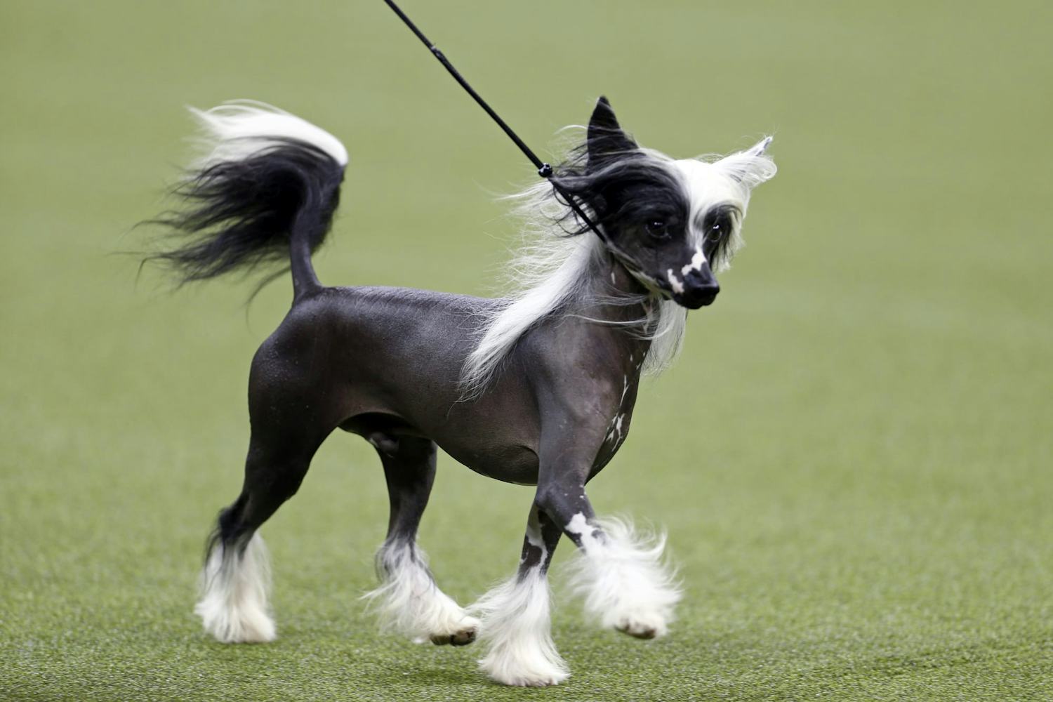 Secondary image of Chinese Crested dog breed